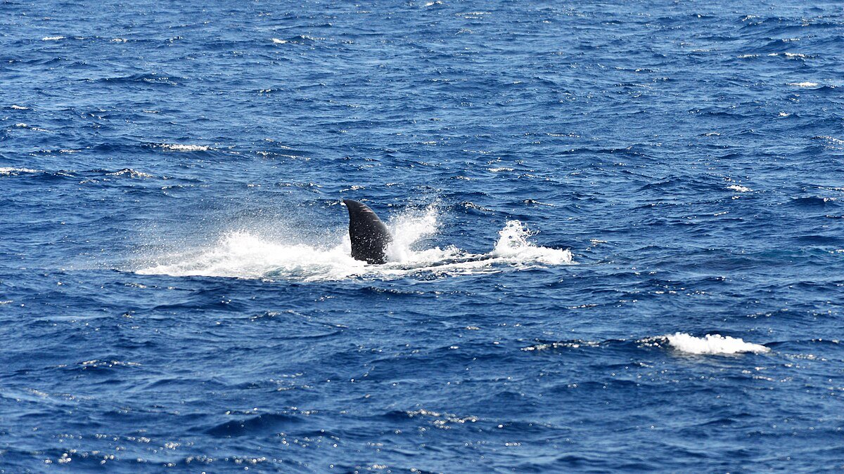 Whale watching in Mirissa