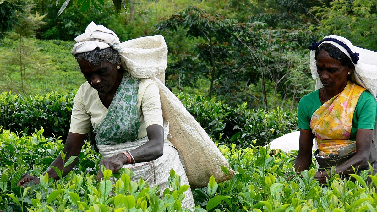Tea plantation workers in Sri Lanka